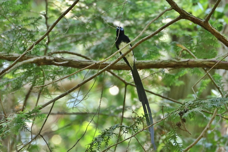 手ごわいサンコウチョウ♪_a0167759_12475062.jpg