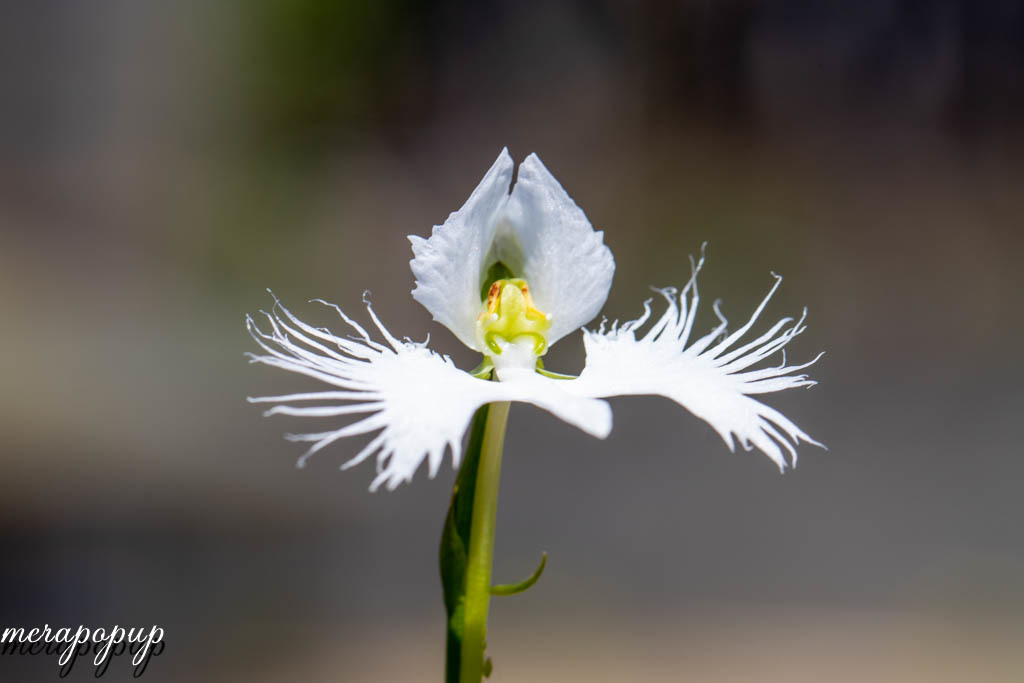 サギソウ 玉竜花 ひまわり バレンタイン The Blog Of Meraki