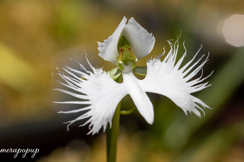 サギソウ 玉竜花 ひまわり バレンタイン The Blog Of Meraki