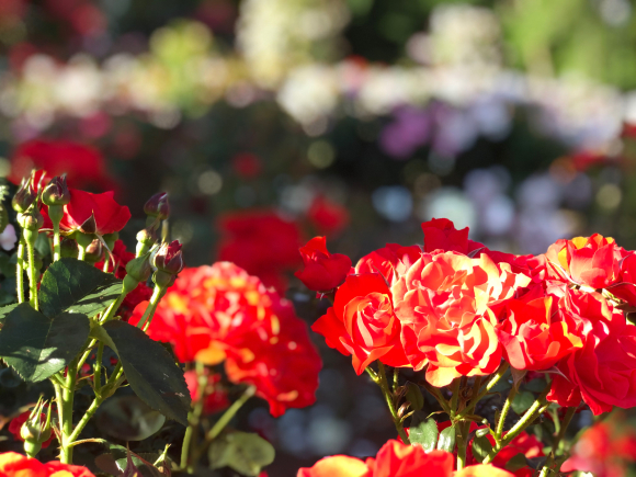 花巻温泉・バラ園_b0341872_17501405.jpg