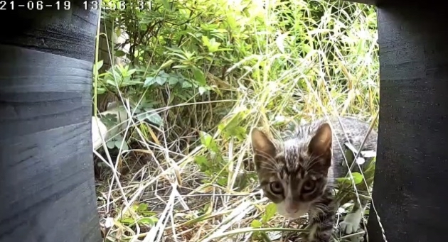 休む間もなく次の子猫現場調査へ_c0405294_16204223.jpg