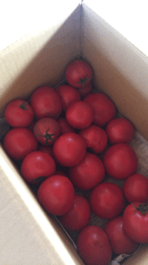 今日のこと 6月 22日!!お待たせしました。塩パンありますよ〜!!_d0263607_09580359.gif