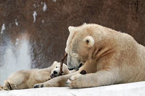 大阪・天王寺動物園のシルカ (Shilka)とホウちゃん (Hochan) の観覧が再開へ_a0151913_23312476.jpg