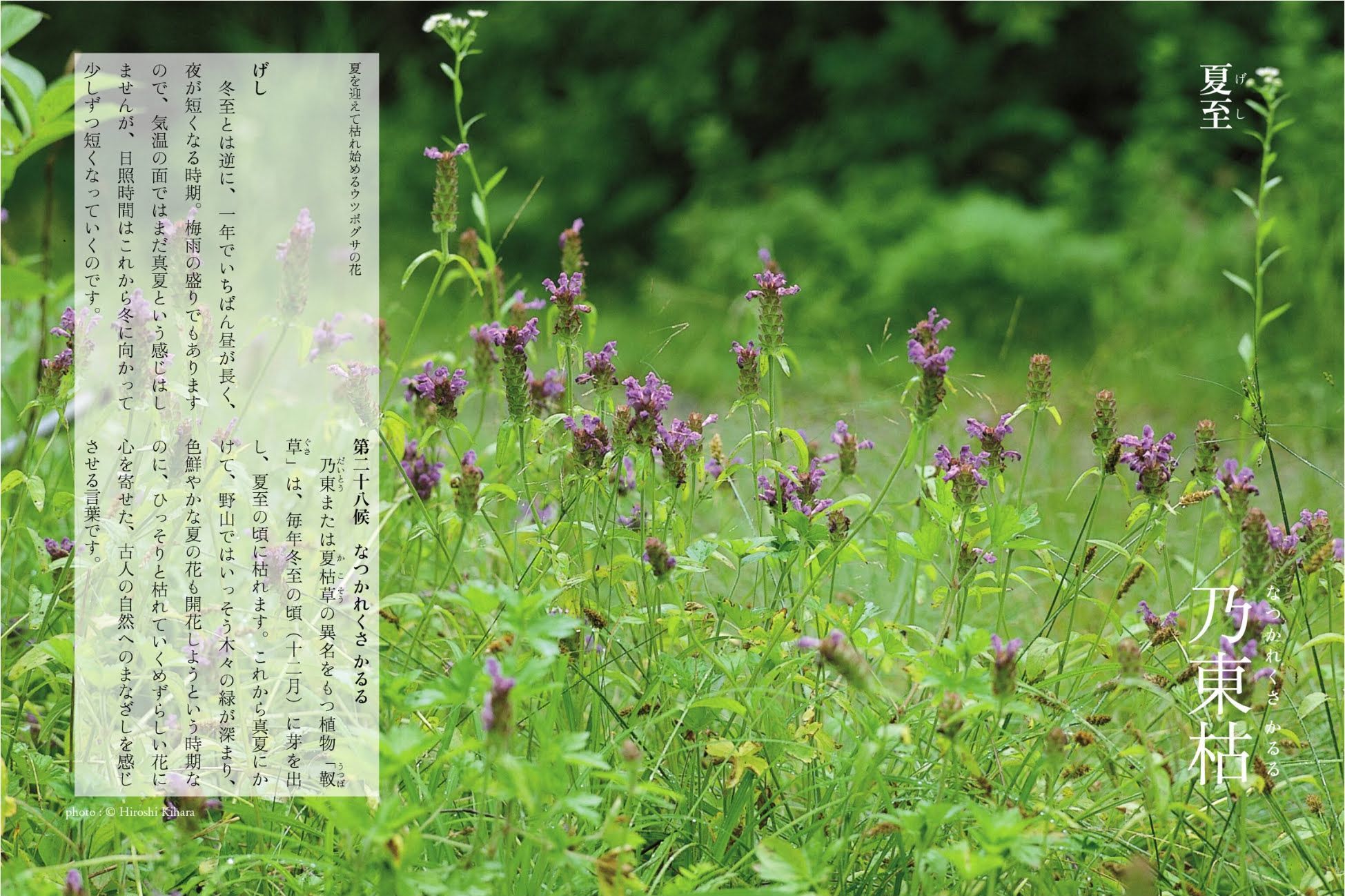 夏至だというのに_c0025115_21441676.jpg