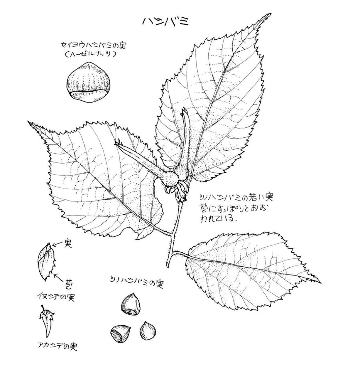 夏至だというのに_c0025115_21580536.jpg