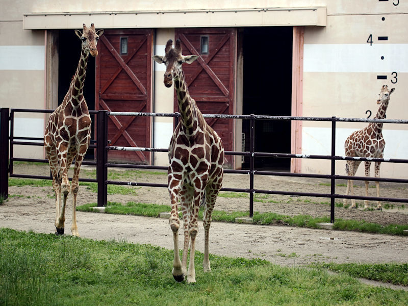 世界キリンの日 : 動物園放浪記
