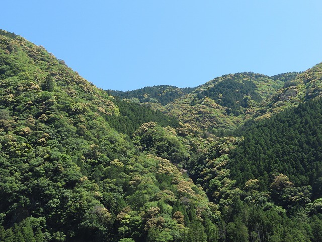 七里御浜海岸～新緑～熊野川町～  瀞峡街道・熊野川道の駅を巡る旅（その1）（撮影：5月3日）_e0321325_17180682.jpg