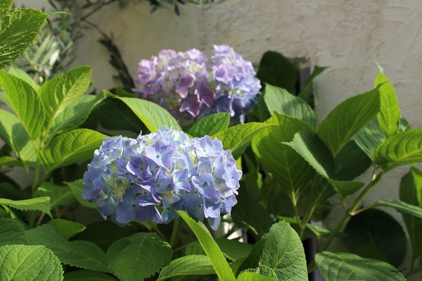 庭のアナベルと「夏至」に合わせて大掃除♪_f0023333_23154853.jpg