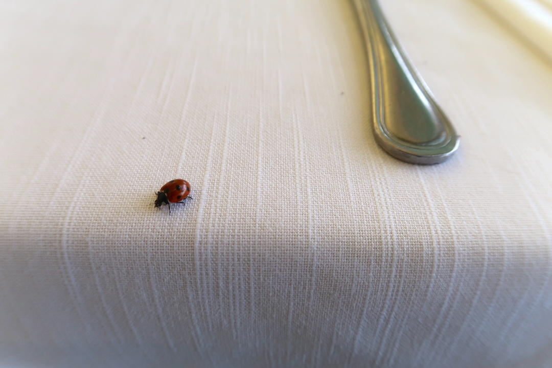 ボルセーナ湖で昼食 美しい村の散歩のあとで_f0234936_05141573.jpg