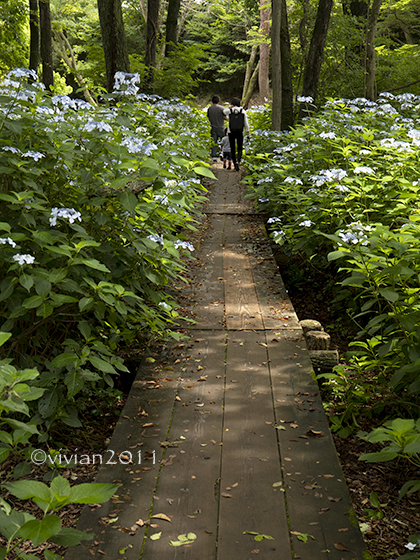 上三川　磯川緑地公園　～隠れた紫陽花の名所～_e0227942_22374663.jpg