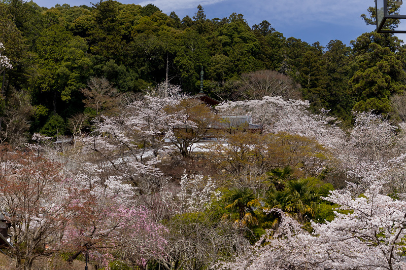 2021桜咲く奈良　春爛漫の長谷寺（後編）_f0155048_22142692.jpg