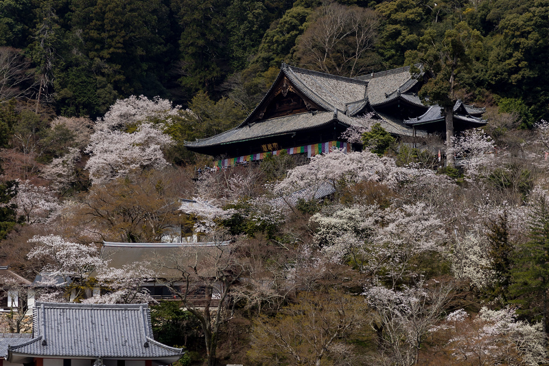 2021桜咲く奈良　春爛漫の長谷寺（後編）_f0155048_22190811.jpg