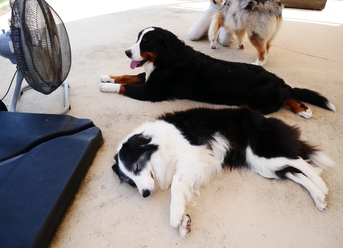 アドベンチャーワールド わんわんガーデン ２０２１ ０６ ２４ ００ ００ 紀の国 城下町便りと観光地めぐり