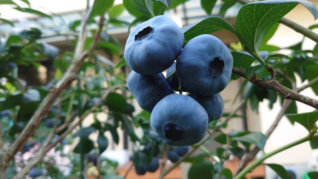 2021 鉢植えブルーベリーの収穫 (その１)_d0358272_16121269.jpg