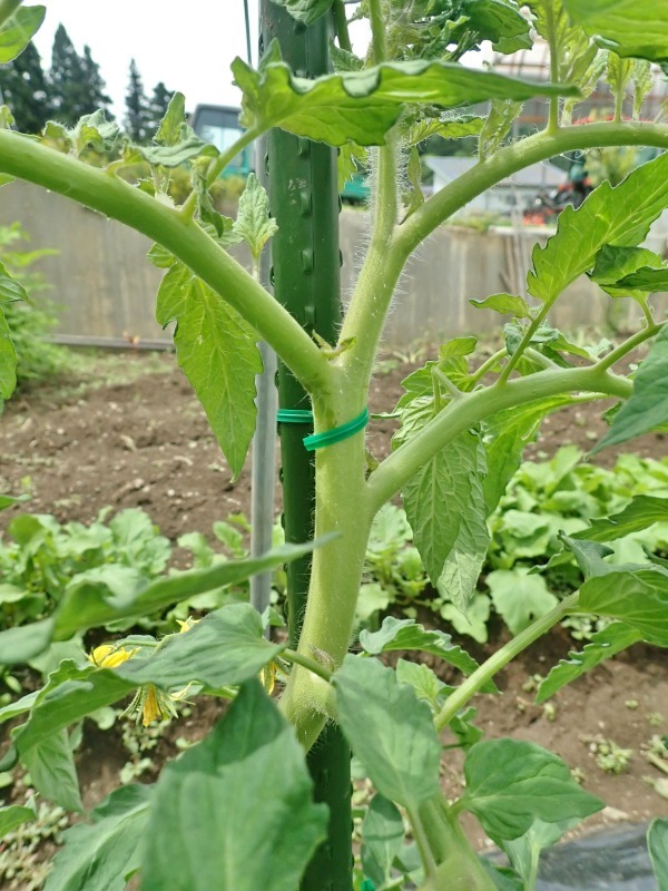 週末の兼業農家は家庭菜園で誘引と芽欠き作業でした_c0336902_09295502.jpg