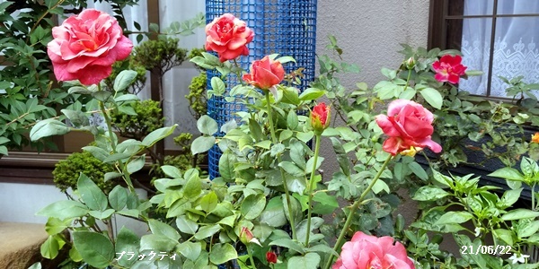 畑へ 横浜へ ワクチン接種_c0051105_18243314.jpg