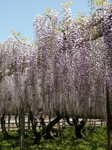 平等院　　〜藤棚〜_c0301808_17104708.jpg