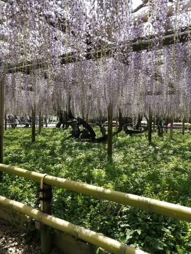 平等院　　〜藤棚〜_c0301808_17200382.jpg