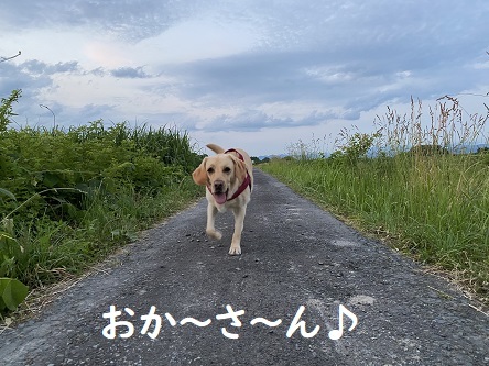 夏至散歩。_c0182012_13123609.jpg
