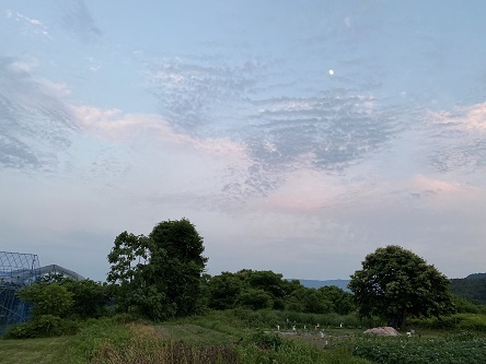 夏至散歩。_c0182012_13123927.jpg