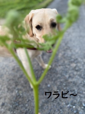 夏至散歩。_c0182012_13124229.jpg