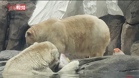 中国・湖北省、武漢市の海昌極地海洋公園のホッキョクグマたち ～ コロナウィルス発生の地に暮らす謎の個体_a0151913_22564438.png