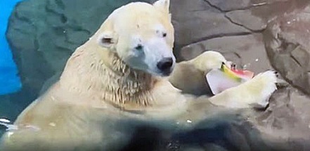 中国・湖北省、武漢市の海昌極地海洋公園のホッキョクグマたち ～ コロナウィルス発生の地に暮らす謎の個体_a0151913_23463065.jpg
