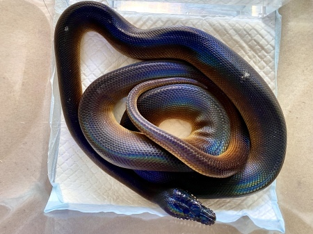 新入荷生体です アルバーティスパイソン ボールパイソン アクアマイティー最新入荷情報blog 新入荷生体です アルバーティスパイソン ボールパイソン アクアマイティー最新入荷情報blog