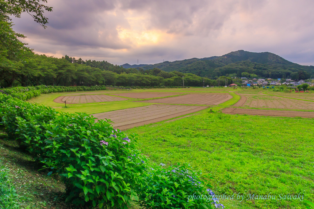 今日の巾着田_b0010915_21474922.jpg