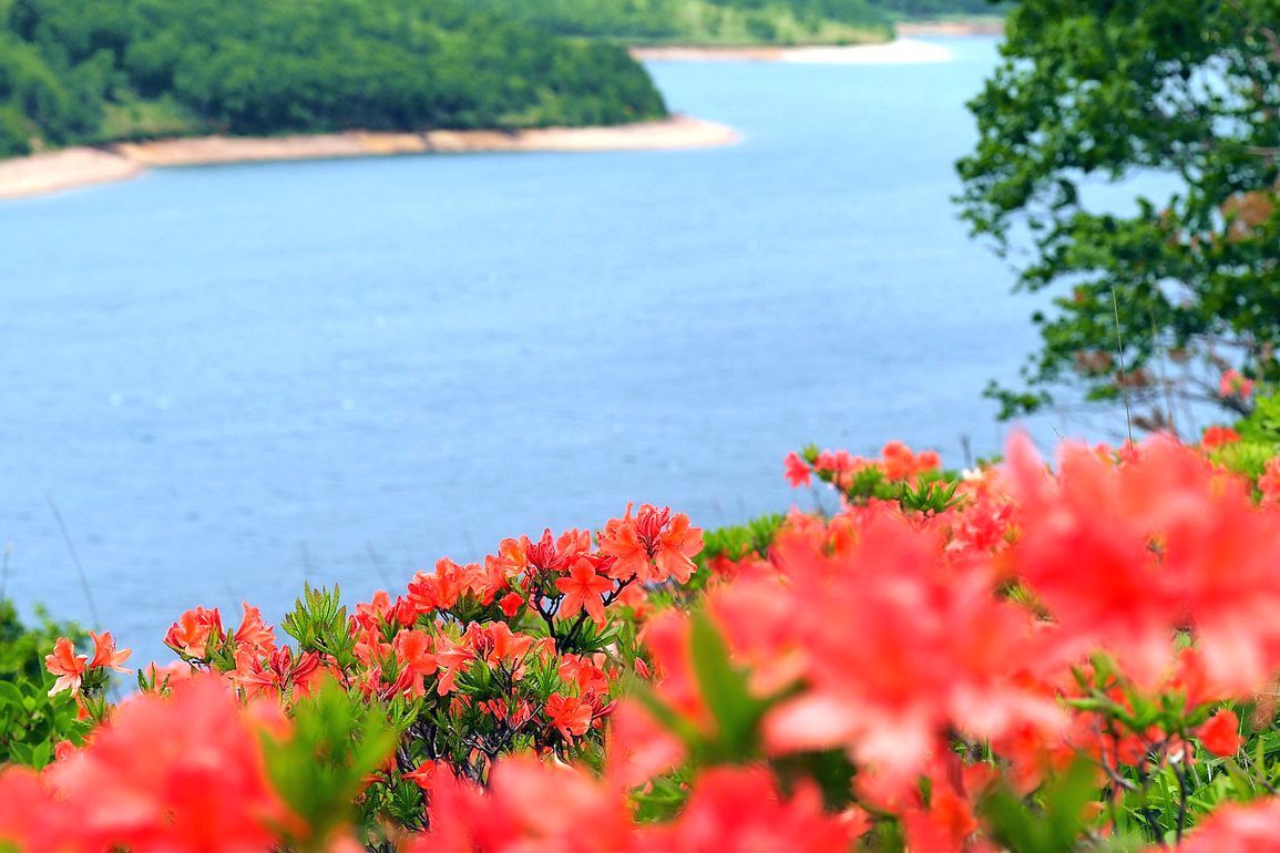 天空の湖「野反湖」のレンゲツツジは絶景かな!♪_a0031821_15131682.jpg