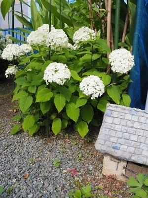 アナベルの魅力_f0129726_20265740.jpg