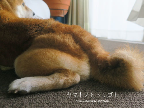 シャンプー_e0394031_06050264.jpg