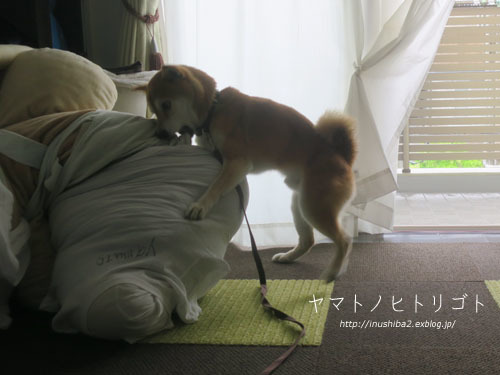 シャンプー_e0394031_06050778.jpg