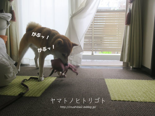 シャンプー_e0394031_06050988.jpg