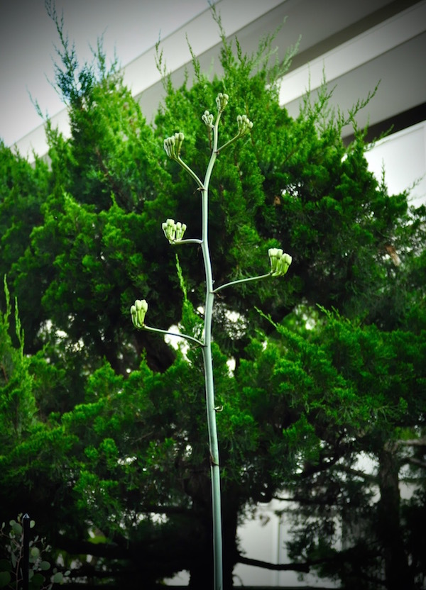 週末ベランダー_b0172633_14172421.jpg