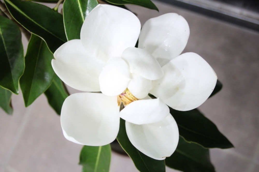 タイサンボク リトルジェム 四季咲き 矮性 販売 画像 写真 価格 値段 