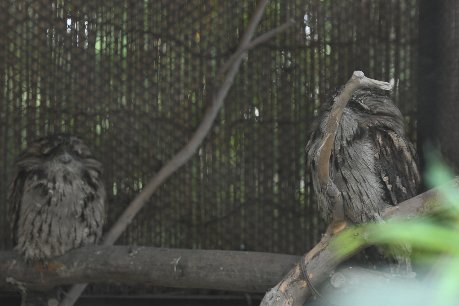 大宮公園のガマグチヨタカ 動物園へ行こう