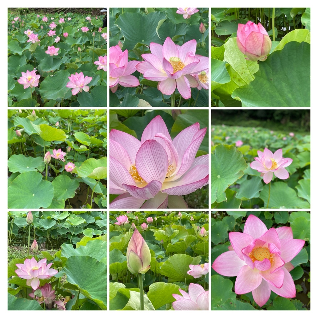 スマレディーで蓮の花を見に行く ときままのひとりごと