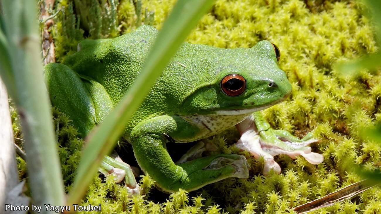 日本 緑色の新種のカエル とことん写真