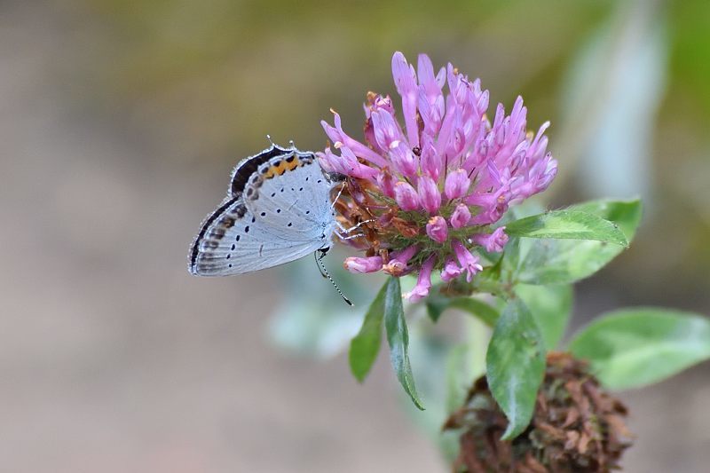 小畔川便り(アゲハの吸蜜と飛翔:2021/6/15)_f0031682_10052830.jpg