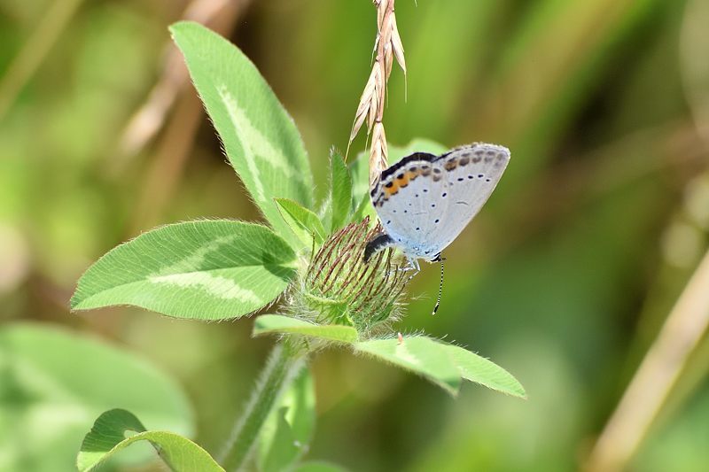 小畔川便り(アゲハの吸蜜と飛翔:2021/6/15)_f0031682_10052954.jpg