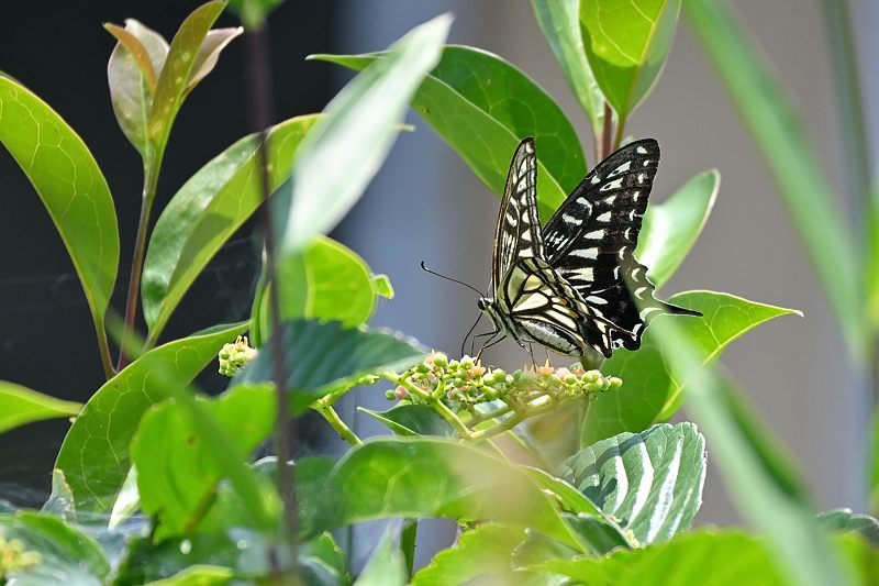 小畔川便り(アゲハの吸蜜と飛翔:2021/6/15)_f0031682_10052994.jpg