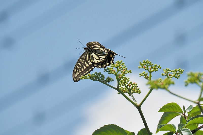 小畔川便り(アゲハの吸蜜と飛翔:2021/6/15)_f0031682_10053706.jpg