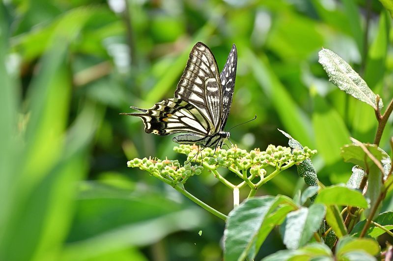 小畔川便り(アゲハの吸蜜と飛翔:2021/6/15)_f0031682_10053727.jpg