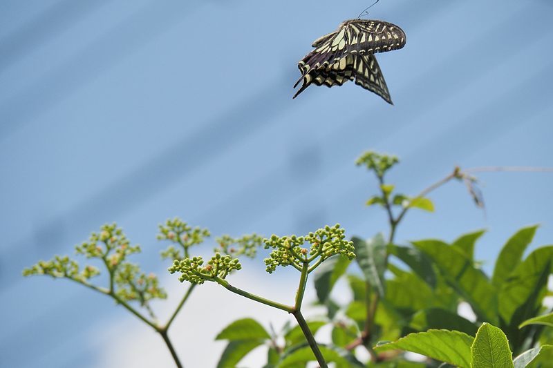 小畔川便り(アゲハの吸蜜と飛翔:2021/6/15)_f0031682_10053731.jpg
