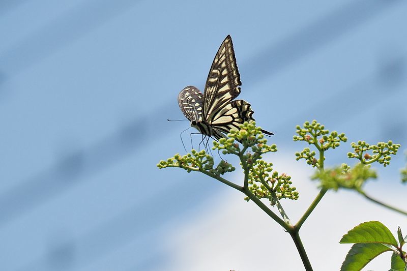 小畔川便り(アゲハの吸蜜と飛翔:2021/6/15)_f0031682_10053739.jpg