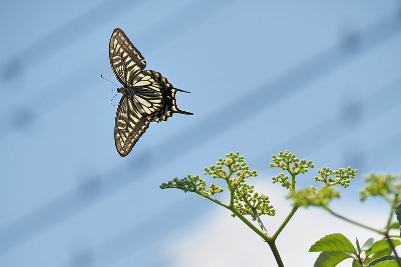 小畔川便り(アゲハの吸蜜と飛翔:2021/6/15)_f0031682_10053765.jpg