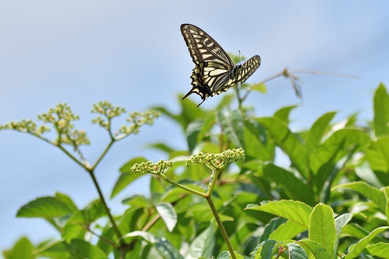 小畔川便り(アゲハの吸蜜と飛翔:2021/6/15)_f0031682_10054608.jpg