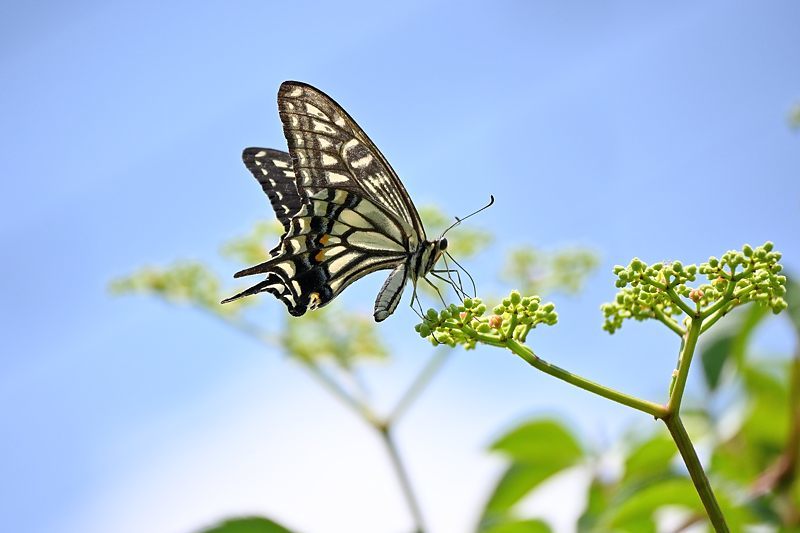 小畔川便り(アゲハの吸蜜と飛翔:2021/6/15)_f0031682_10054622.jpg