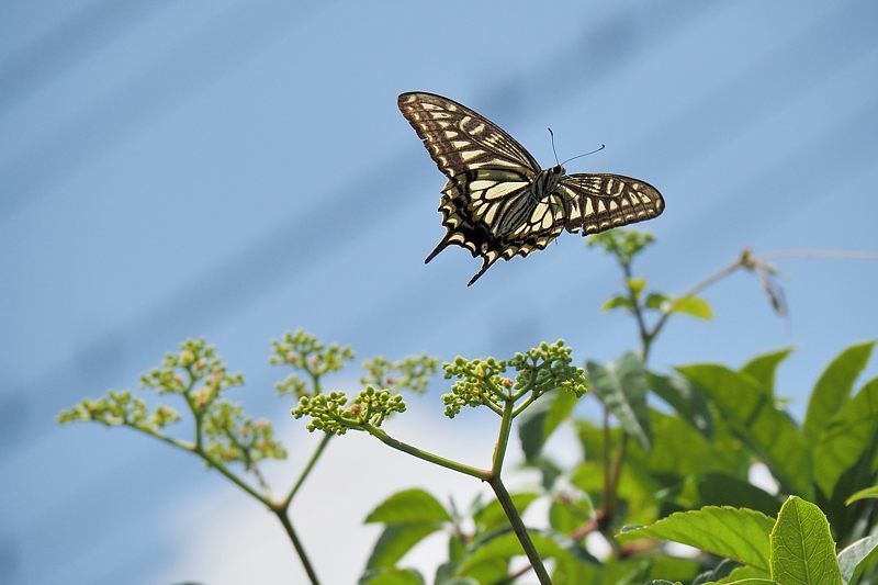 小畔川便り(アゲハの吸蜜と飛翔:2021/6/15)_f0031682_10054682.jpg